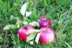 kill weeds with apple cider vinegar