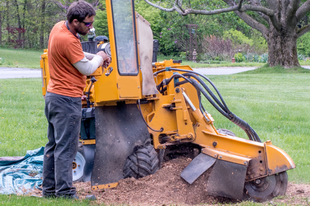 grinding burning remove tree stumps